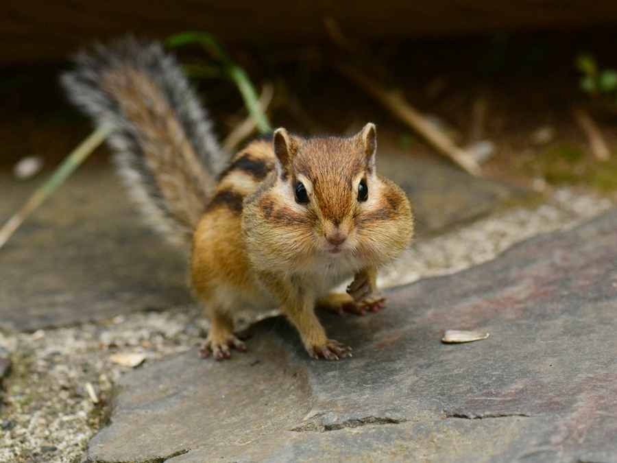 エゾシマリス（蝦夷縞栗鼠）/chipmunk_b0309841_0142182.jpg