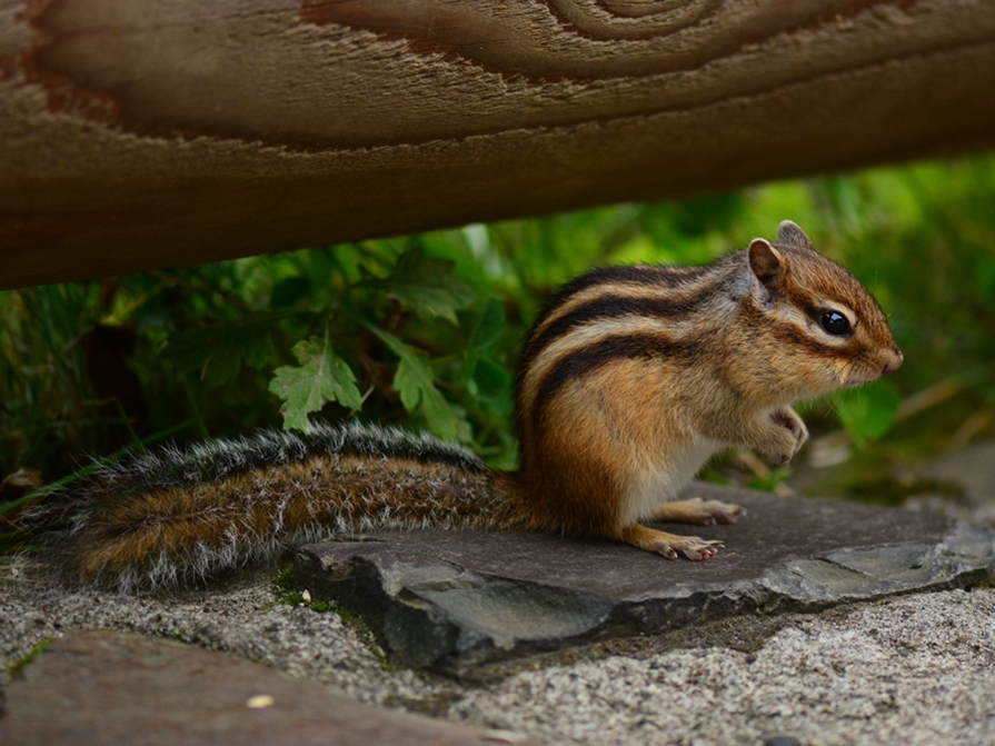 エゾシマリス（蝦夷縞栗鼠）/chipmunk_b0309841_0145495.jpg