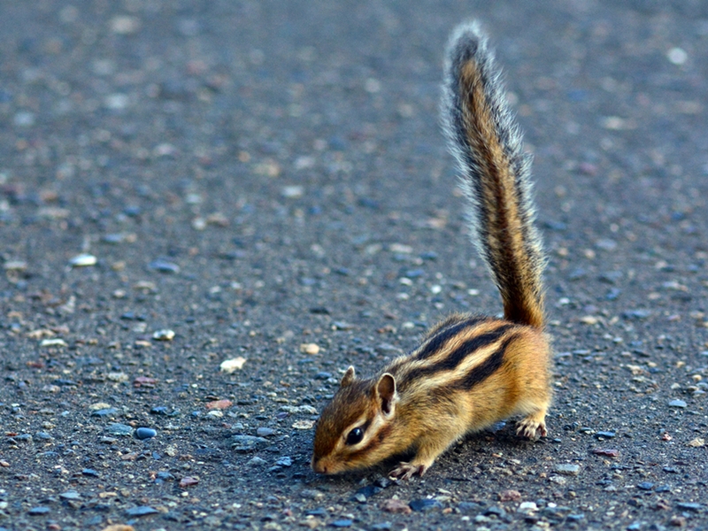 エゾシマリス（蝦夷縞栗鼠）/chipmunk_b0309841_0151340.jpg