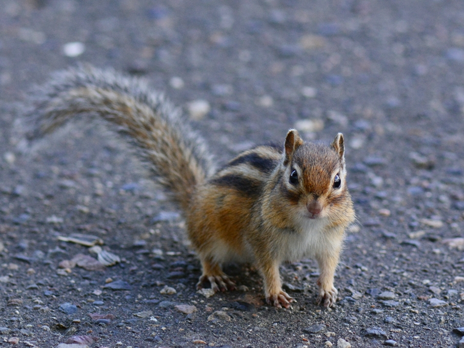 エゾシマリス（蝦夷縞栗鼠）/chipmunk_b0309841_0152481.jpg