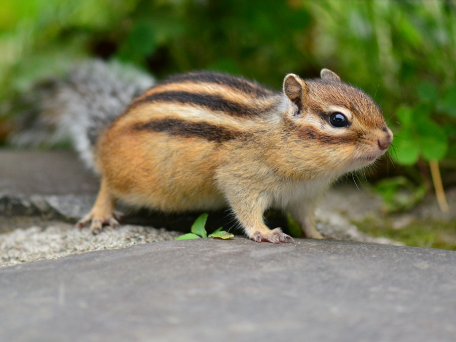 エゾシマリス（蝦夷縞栗鼠）/chipmunk_b0309841_015499.jpg