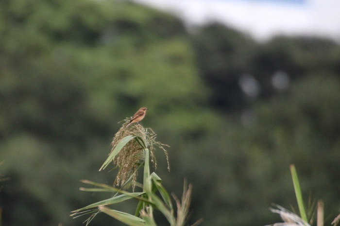 2015.10.2 遠くの待鳥・馬入ふれあい公園・ノビタキ（There is the bird which I was waiting in the distance.）_c0269342_19050620.jpeg