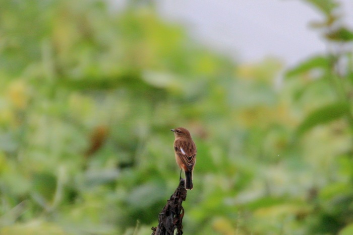 2015.10.2 遠くの待鳥・馬入ふれあい公園・ノビタキ（There is the bird which I was waiting in the distance.）_c0269342_19072570.jpeg