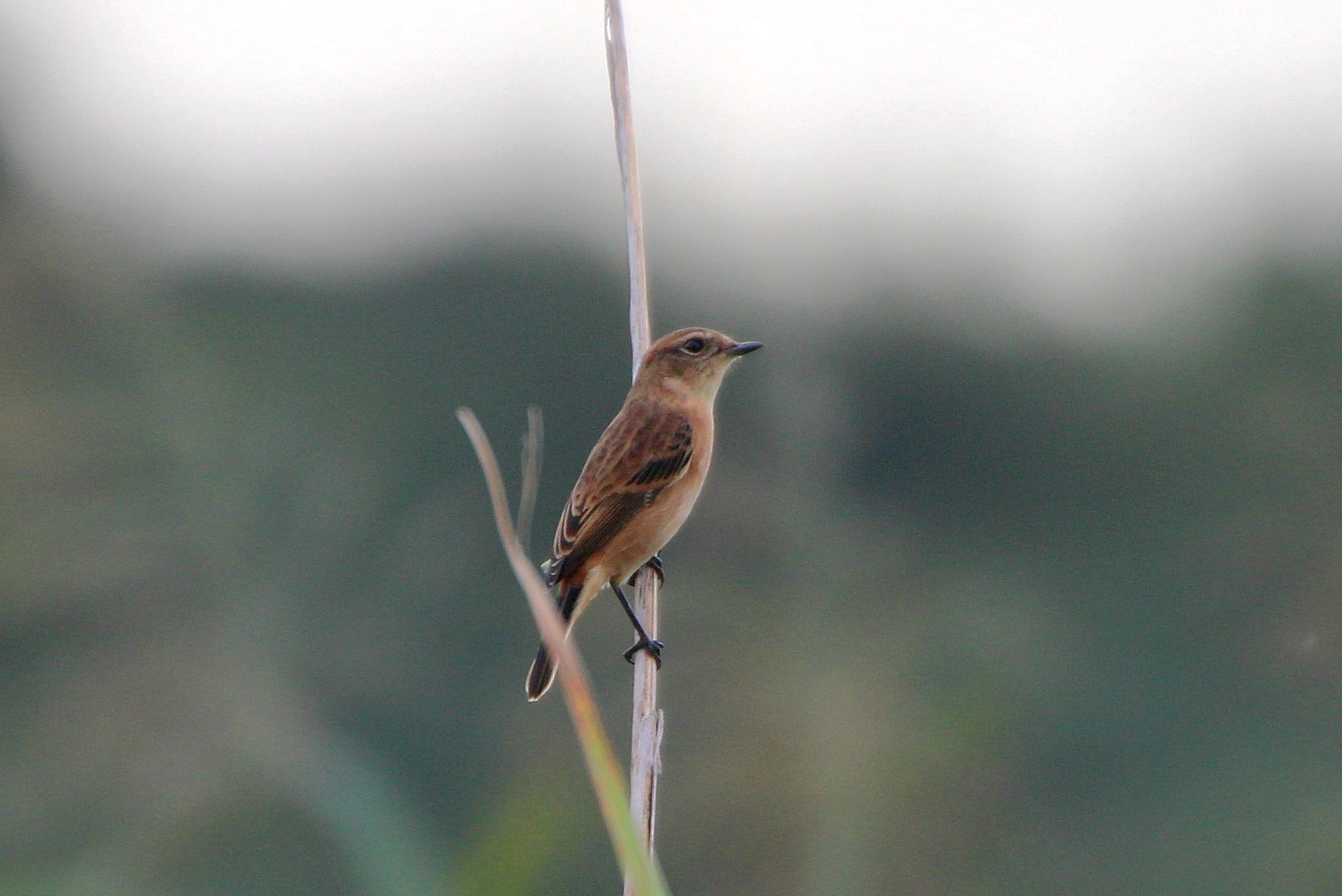 2015.10.2 遠くの待鳥・馬入ふれあい公園・ノビタキ（There is the bird which I was waiting in the distance.）_c0269342_19470504.jpeg