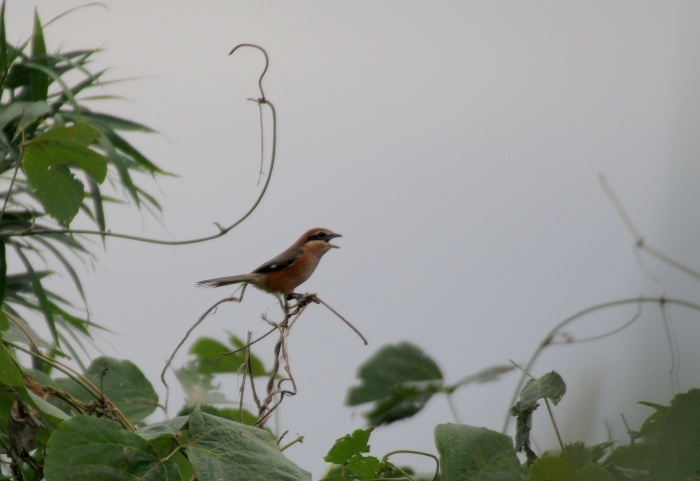 2015.10.2 遠くの待鳥・馬入ふれあい公園・ノビタキ（There is the bird which I was waiting in the distance.）_c0269342_22263062.jpeg