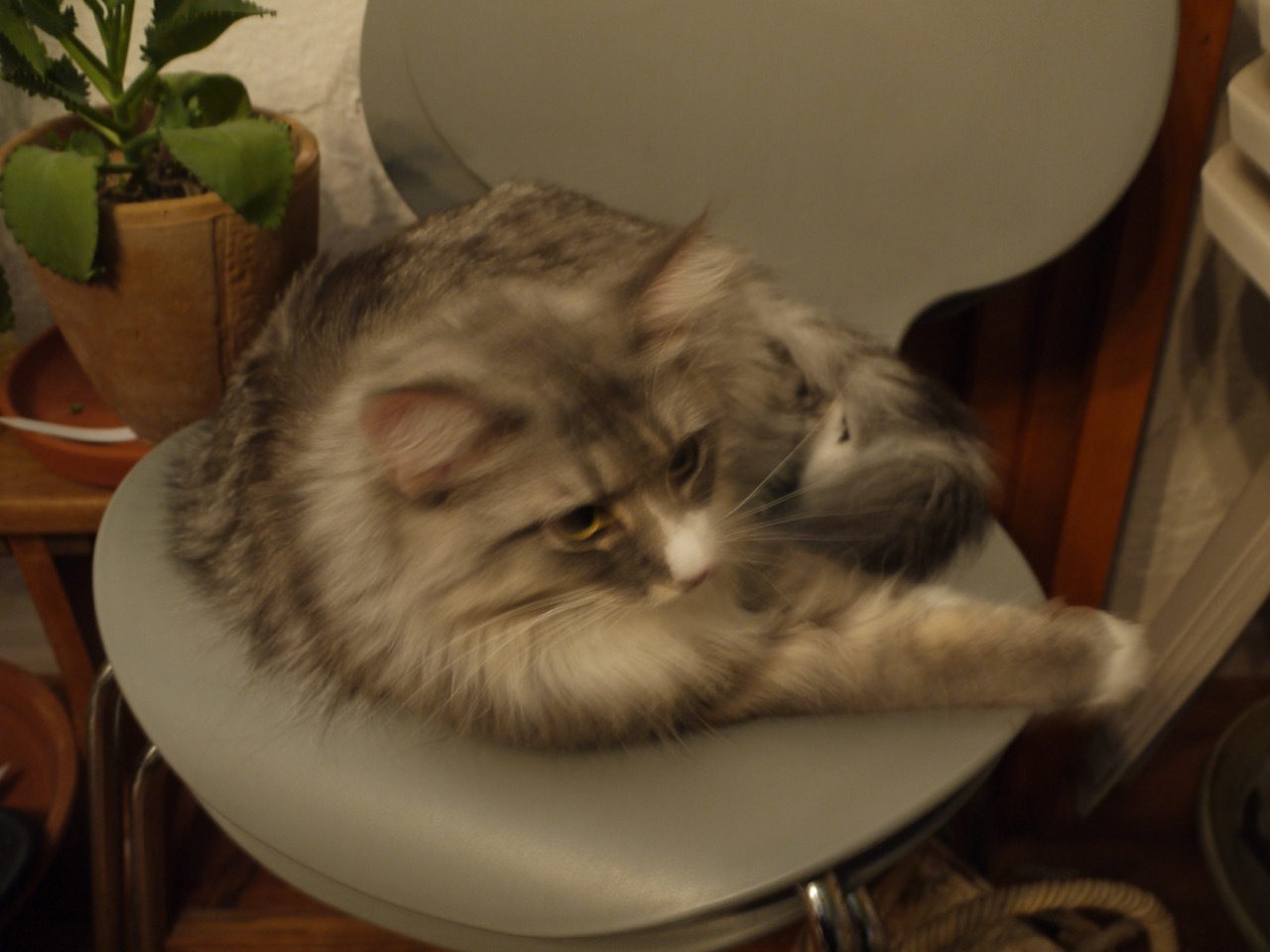 ウーラちゃん、やってきました！_e0356356_18114607.jpg