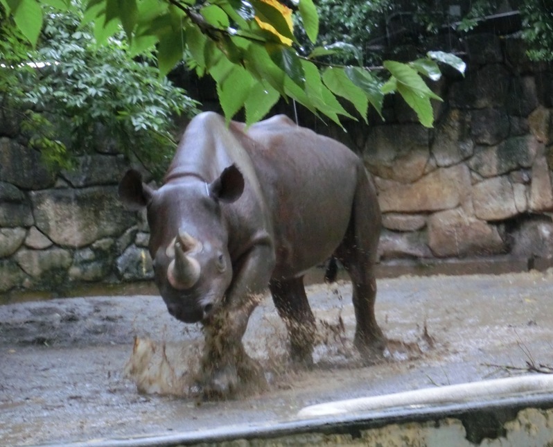 大雨にクロサイ喜ぶ！＠上野動物園 2015.09.08_e0266067_01231515.jpg