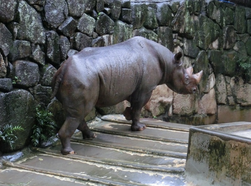 大雨にクロサイ喜ぶ！＠上野動物園 2015.09.08_e0266067_01234419.jpg