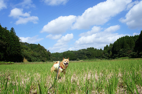 小山へ_f0345284_18505567.jpg