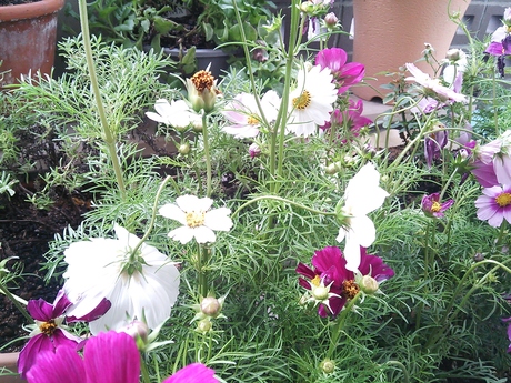 表参道の花々 ~コスモス~_f0218886_13105343.jpg