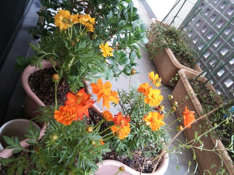 表参道の花々 ~コスモス~_f0218886_13221787.jpg