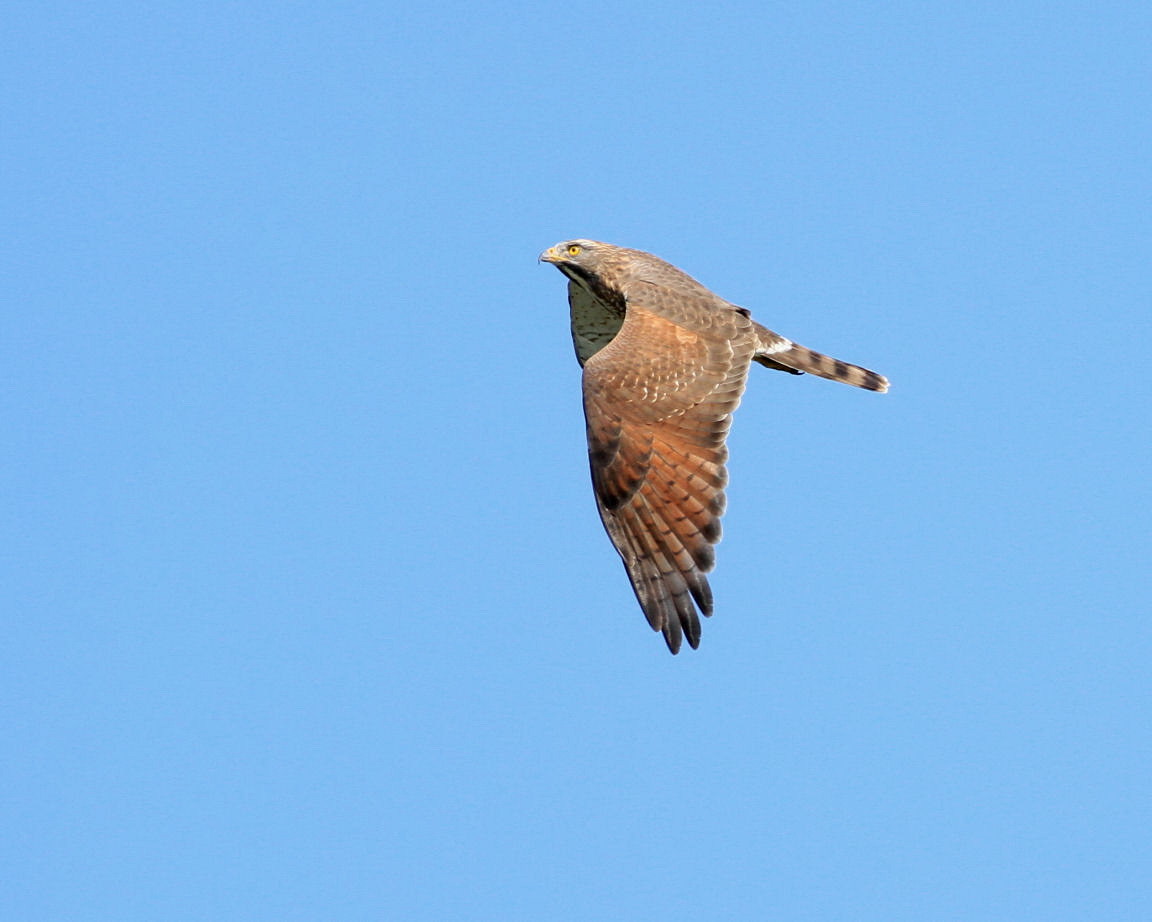 タカの渡り・２_d0230392_16131193.jpg