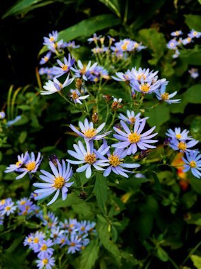 ホップ種でヴィエノワと、山に咲く花と実_e0328909_14283872.jpg