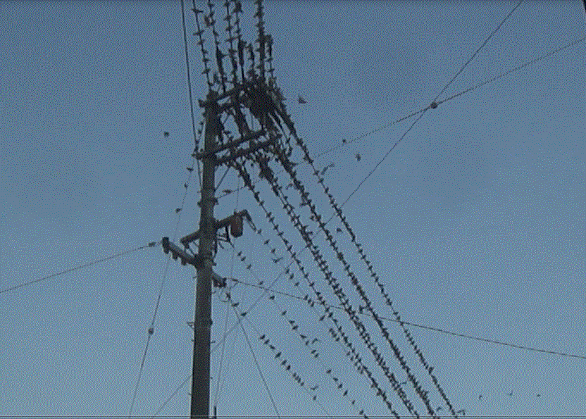 f0231709_8281444.gif