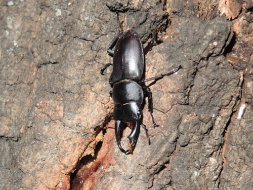 クワガタ樹液採集 20日目  最後のチャレンジ？  … part2_c0346119_20093824.jpg