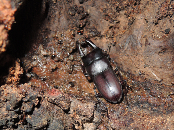 クワガタ樹液採集 20日目  最後のチャレンジ？  … part2_c0346119_20093863.jpg