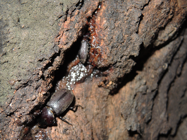 クワガタ樹液採集 20日目  最後のチャレンジ？  … part2_c0346119_20093981.jpg