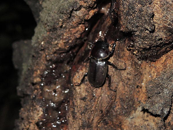 クワガタ樹液採集 20日目  最後のチャレンジ？  … part2_c0346119_20093986.jpg