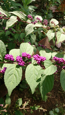b0128423_21511435.jpg