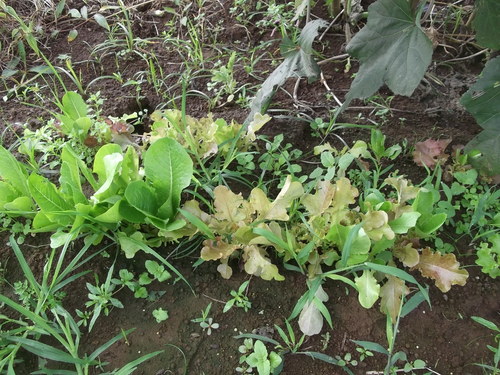 ソラマメの定植場所..._b0137932_1523457.jpg