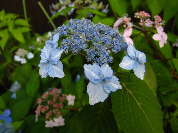 唐津 （ヤマアジサイ） : Nakaの泥轍日記