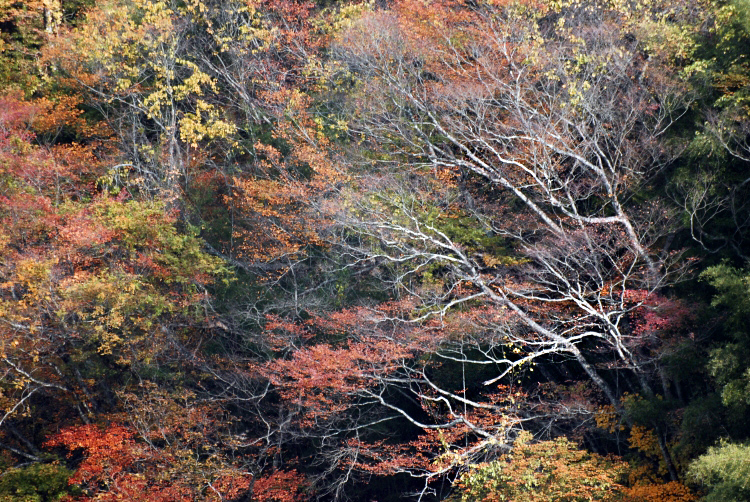 「たなぼた」のhiyoさん登場!_c0039735_1462828.jpg