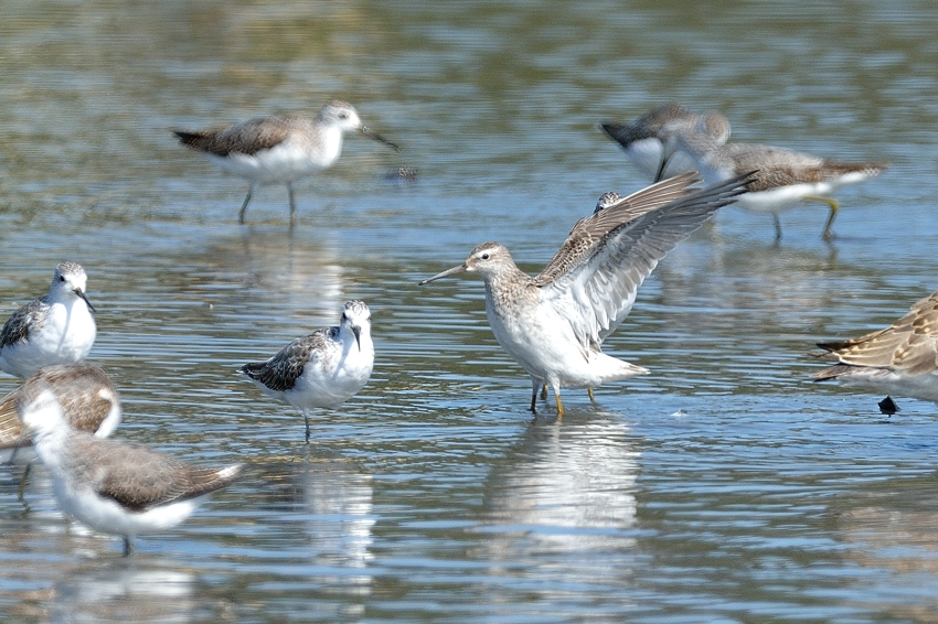 アシナガシギ（Stilt Sandpiper）～2015.10_b0148352_2122533.jpg