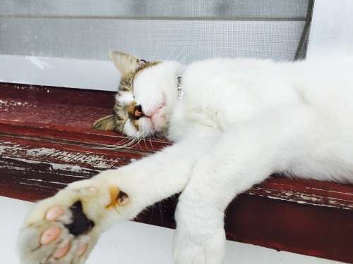 Sleepy._c0153966_20475235.jpg