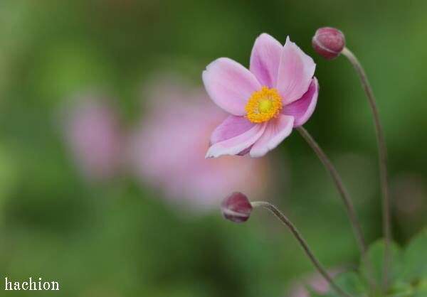 秋明菊 写真展_b0123667_08124720.jpg