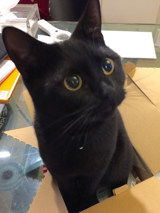 ニャン箱 パコ コンテスト第一回締切間近 黒猫ボンベイとマダムのパーマネントコレクション