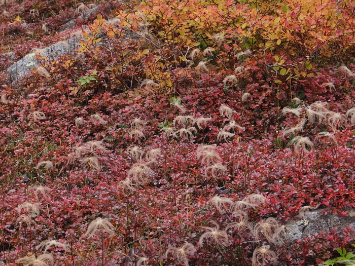 木曽駒ケ岳。_c0197578_1205491.jpg