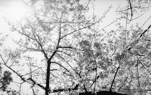 SAKURA #01_c0135780_00390817.jpg