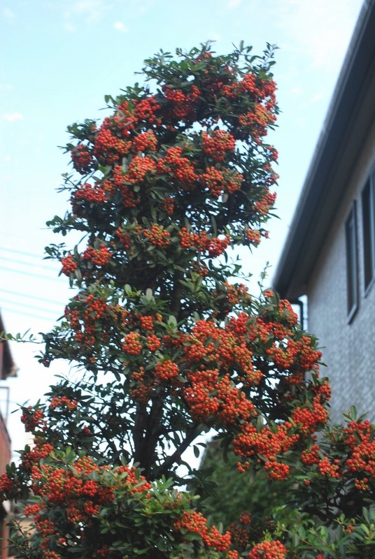e0025300_16255328.jpg