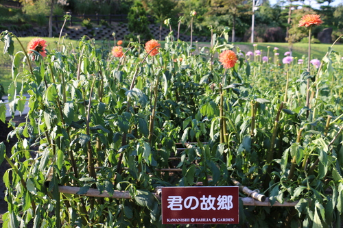 恋のダリヤ・愛のダリヤが咲いてます！川西ダリヤ園・２０１５・・・７２_c0075701_7442296.jpg