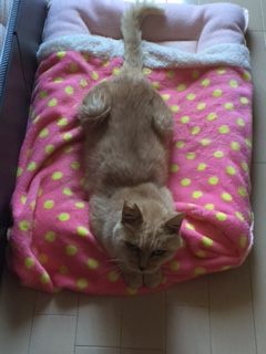 9/27 さいわい会館里親会_f0242002_1312787.jpg