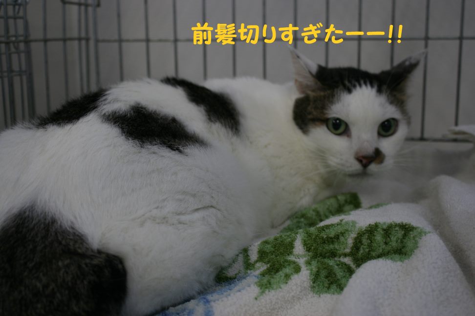 9/27 さいわい会館里親会_f0242002_13192429.jpg