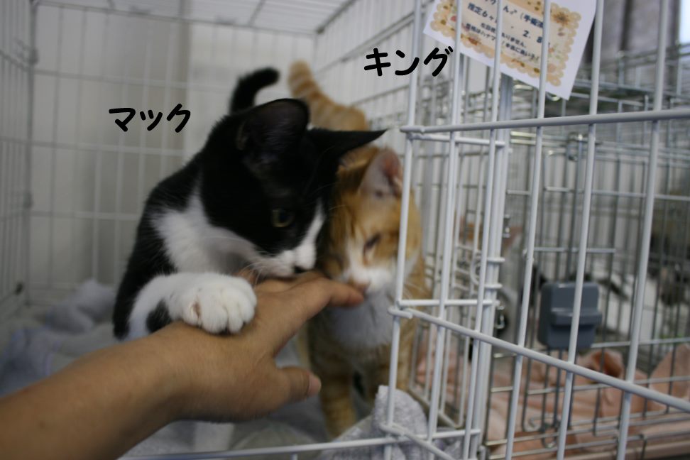 9/27 さいわい会館里親会_f0242002_149281.jpg