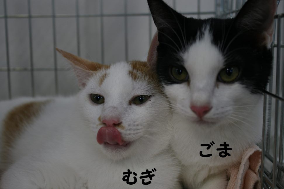 9/27 さいわい会館里親会_f0242002_224451.jpg