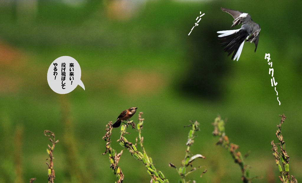 町内運動会なのに鳥撮りである！_e0309106_20175545.jpg