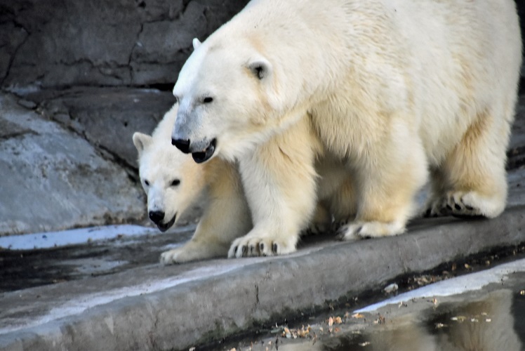モスクワ動物園九日目、今日のアルバムより ~ 寒風晴天下のホッキョクグマたち、そして驚きの解題_a0151913_7104494.jpg