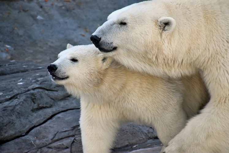 モスクワ動物園九日目、今日のアルバムより ~ 寒風晴天下のホッキョクグマたち、そして驚きの解題_a0151913_7115381.jpg