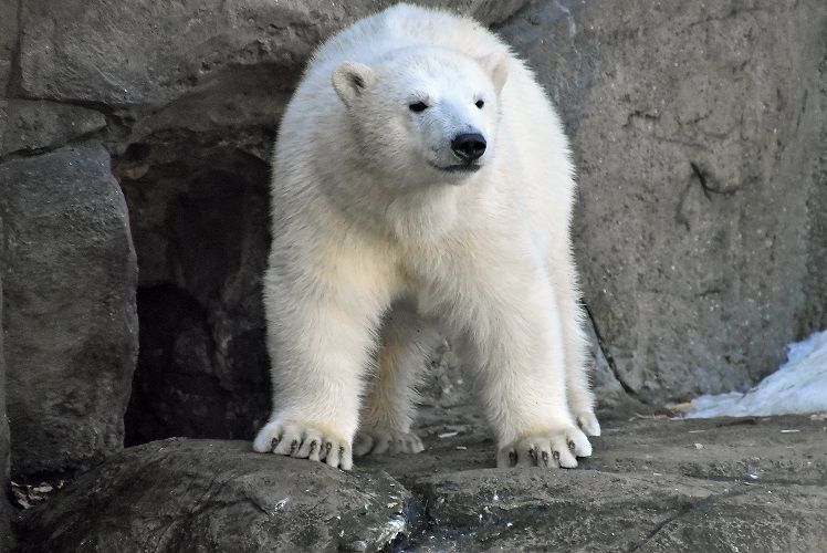 モスクワ動物園九日目、今日のアルバムより ~ 寒風晴天下のホッキョクグマたち、そして驚きの解題_a0151913_7152468.jpg