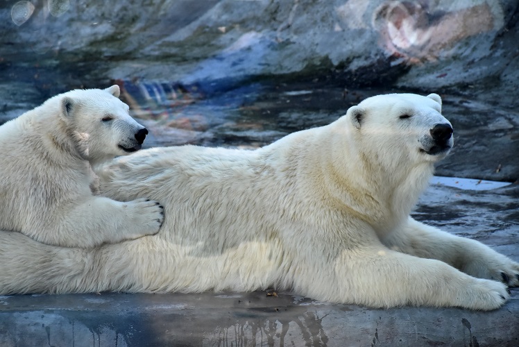 モスクワ動物園九日目、今日のアルバムより ~ 寒風晴天下のホッキョクグマたち、そして驚きの解題_a0151913_7183321.jpg
