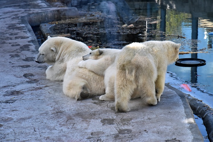 モスクワ動物園九日目、今日のアルバムより ~ 寒風晴天下のホッキョクグマたち、そして驚きの解題_a0151913_7203653.jpg