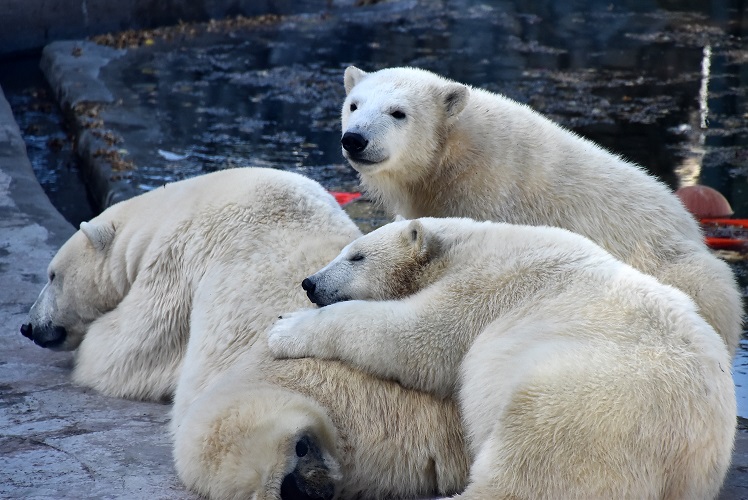 モスクワ動物園九日目、今日のアルバムより ~ 寒風晴天下のホッキョクグマたち、そして驚きの解題_a0151913_723063.jpg