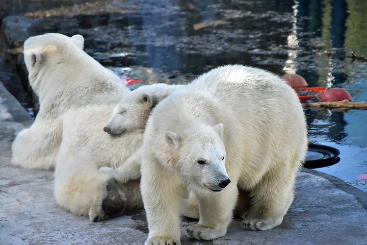 モスクワ動物園九日目、今日のアルバムより ~ 寒風晴天下のホッキョクグマたち、そして驚きの解題_a0151913_7353866.jpg