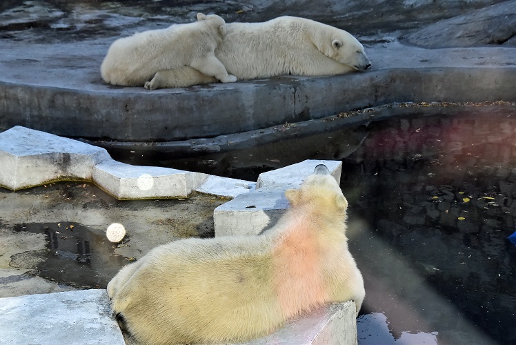 モスクワ動物園九日目、今日のアルバムより ~ 寒風晴天下のホッキョクグマたち、そして驚きの解題_a0151913_7373354.jpg