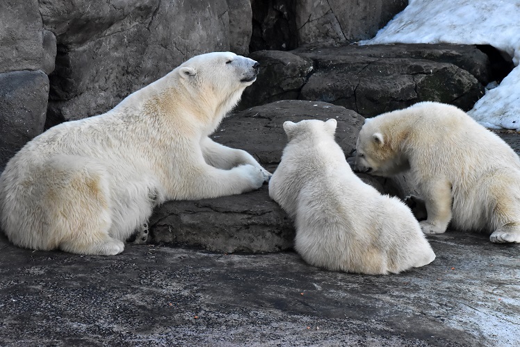 モスクワ動物園九日目、今日のアルバムより ~ 寒風晴天下のホッキョクグマたち、そして驚きの解題_a0151913_755396.jpg