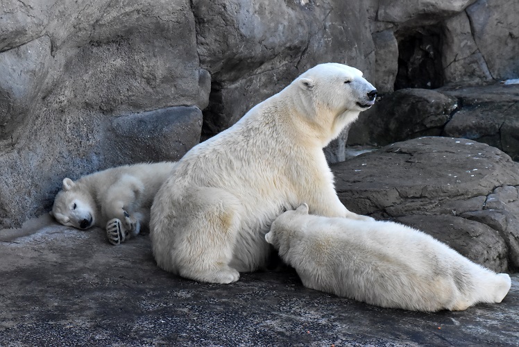 モスクワ動物園九日目、今日のアルバムより ~ 寒風晴天下のホッキョクグマたち、そして驚きの解題_a0151913_7571992.jpg