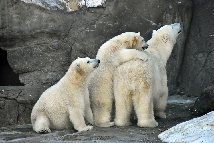 モスクワ動物園九日目、今日のアルバムより ~ 寒風晴天下のホッキョクグマたち、そして驚きの解題_a0151913_771227.jpg